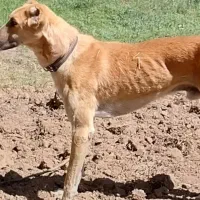توله فروشی
