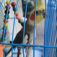 طوطی عروس نر|پرنده|رشت, باهنر|دیوار