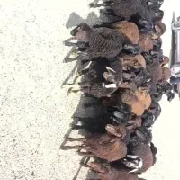 ۴۲ راس بره نر و ماده قزل و قره قزل مرغوب