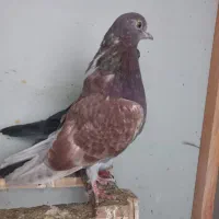 کبوتر ماده ساعت سنگین