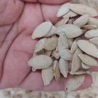 تخمه کدو