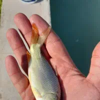 بچه ماهی کپور قزل