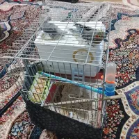 یک جفت عروس هلندی|پرنده|خلخال, |دیوار