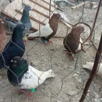 سلام تعداد‌7عدد‌کبوتر‌رنگه‌