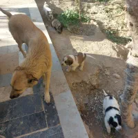 واگذاری رایگان سگ|سگ|پیشوا, |دیوار