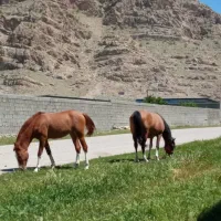 فروش اسب و مادیان دره شوری|اسب و تجهیزات اسبسواری|شیراز, وزیرآباد|دیوار