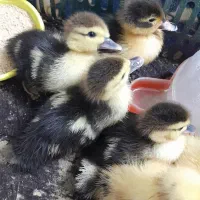 جوجه اردک محلی و اسرائیلی