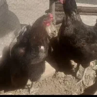 مرغ و خروس