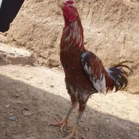 خروس لاری|حیوانات|زابل, |دیوار