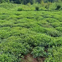 باغ-چای-در-بهترین-منطقه-لاهیجان-با-ویوی-خیلی-خوب