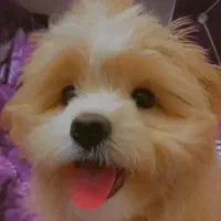 سگ شیتزو تریر