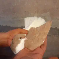 چپ ماده ،هفترنگ نر کفتر