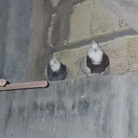 کبوتر طوقی