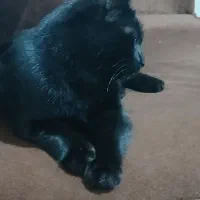 گربه خانگی زیبا|گربه|اردبیل, |دیوار