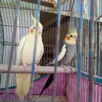 عروس پاریس|پرنده|اهواز, دغاغله|دیوار