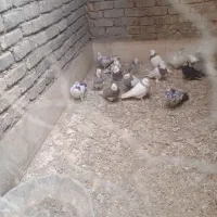 کبوتر طوقی|پرنده|خمینی‌شهر, |دیوار