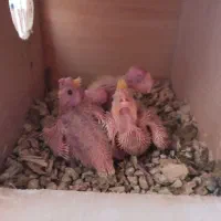 جوجه عروس هلندی|پرنده|بندرعباس, |دیوار