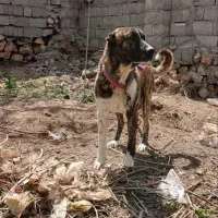 سگ نر ۲۰ماهه مخصوص گله