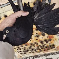 کبوتر قره وقرمز