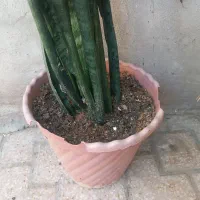 گل سانسوریا
