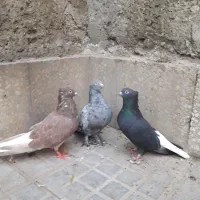 دمسفیدکله سینه دوکت