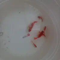 ماهی قرمز 13 به در