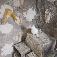 نر شیرازی از مشهد