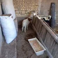 گوسفند|حیوانات مزرعه|سوسنگرد, |دیوار