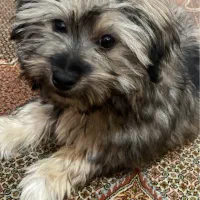 سگ شیتزو واگذاری رایگان