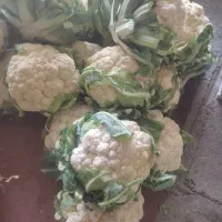 وسایل ترشی