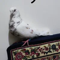 کفتر پرشی|پرنده|شهر ری, ولی آباد|دیوار