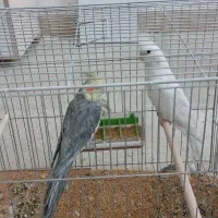 فروش جفت عروس هلندی|پرنده|آباده, |دیوار