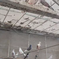 کبوتر کفتر|پرنده|تهران, پرستار|دیوار