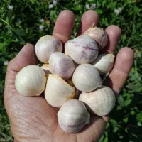 سیر عالی (حبه شده و آماده مصرف )