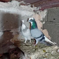 کفتر طوقی و عرب|پرنده|بکتاش, |دیوار