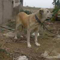 سگ افغان ۳ساله باکته کبود مادردخترهستن به علت ن|سگ|گرگان, |دیوار