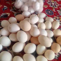 تخم مرغ محلی|حیوانات مزرعه|گتوند, |دیوار