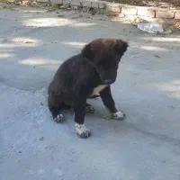 توله سگ نگهبان|سگ|محلات, |دیوار