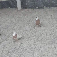 کلفه اویناق