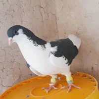 کبوتر|پرنده|تاکستان, |دیوار