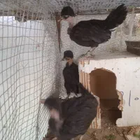 جوجه گردن لخت کاکلی