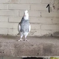 کبوتر نر وماده طوقی الماسی هفترنگ