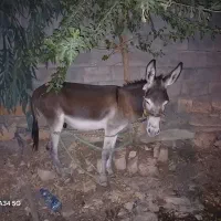 نره خر نوپالان|حیوانات مزرعه|دره شهر, |دیوار