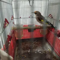 سهره دورگ|پرنده|شیراز, کوشک میدان|دیوار