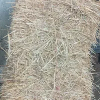 پرس گندم|گل و گیاه طبیعی|گرمی, |دیوار