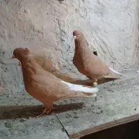 کبوتر‌نر‌ماده‌زرد‌دمسفید