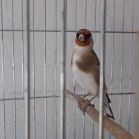 سهره جوجه قفس