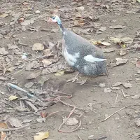 مرغ شاخدار تخمگذار|حیوانات مزرعه|رشت, حومه رشت|دیوار