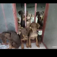 توله دوبرمن واگذاری