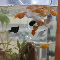 ماهی|ماهی|سیرجان, |دیوار